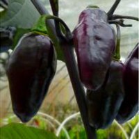 Chile Pimenta Da Neyde (Capsicum chinense x annuum) semillas