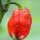 Chile Picoso Trinidad Scorpion (Capsicum chinense) semillas