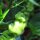 Habanero de Surinam Madame Jeanette (Capsicum chinense) semillas