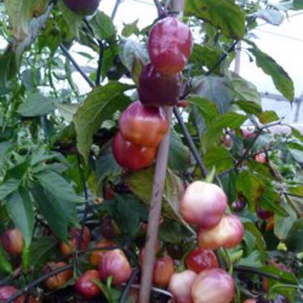 Chile Habanero "Purple Habanero Peach" (Capsicum chinense) semillas
