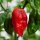 Chile habanero 7 Pot (Capsicum chinense) semillas