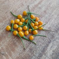 Chile "Pingo De Ouro" (Capsicum chinense) semillas