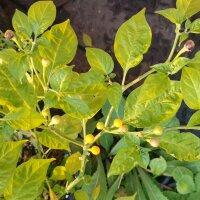 Chile "Pingo De Ouro" (Capsicum chinense) semillas