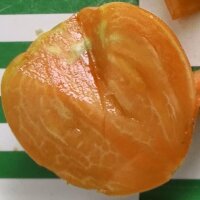 Tomate Gigante de Turkmenistan Serdtse Ashkhabada (Solanum lycopersicum) semillas