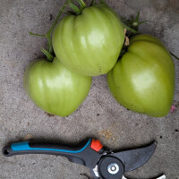 Tomate Gigante de Turkmenistan Serdtse Ashkhabada (Solanum lycopersicum) semillas