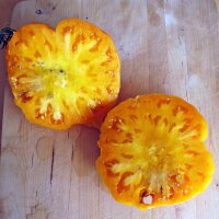 Tomate Naranja Persimmon (Solanum lycopersicum) semillas