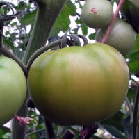 Tomate Naranja Persimmon (Solanum lycopersicum)