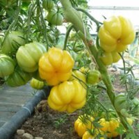 Tomate Amarillo Yellow Ruffled (Solanum lycopersicum)...