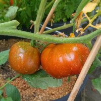 Tomate "Black pear" (Solanum lycopersicum)...