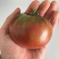Tomate Carbón (Solanum lycopersicum) semillas