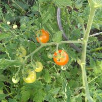 Tomate "Ida Gold" (Solanum lycopersicum) semillas