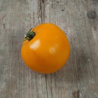Tomate "Ida Gold" (Solanum lycopersicum)