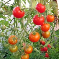 Tomate "Outdoor Girl" (Solanum lycopersicum)...