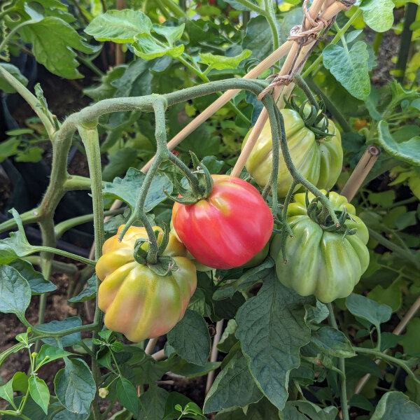 Tomate para rellenar "Striped Stuffer" (Solanum lycopersicum) semillas