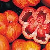 Tomate para rellenar "Striped Stuffer" (Solanum lycopersicum) semillas