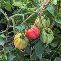 Tomate para rellenar "Striped Stuffer" (Solanum lycopersicum) semillas