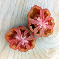 Tomate para rellenar "Striped Stuffer" (Solanum lycopersicum) semillas