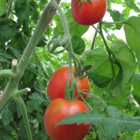 Tomate Stupice (Solanum lycopersicum) semillas
