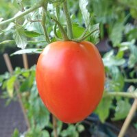 Tomate de Ucrania Ukrainian Bush (Solanum lycopersicum) semillas