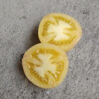 Tomate Wapsipinicon Peach (Solanum lycopersicum) semillas