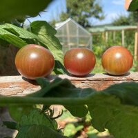 Tomate cereza “Black Sweet Cherry” (Solanum...