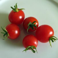 Tomate Cherry italiano Ciliegia (Solanum lycopersicum)...