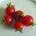 Tomate Cherry italiano Ciliegia (Solanum lycopersicum) semillas