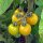 Tomate Cocktail Cytrynek Groniasty (Solanum lycopersicum) semillas