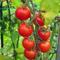 Tomate Cereza Gardeners Delight (Solanum lycopersicum)...