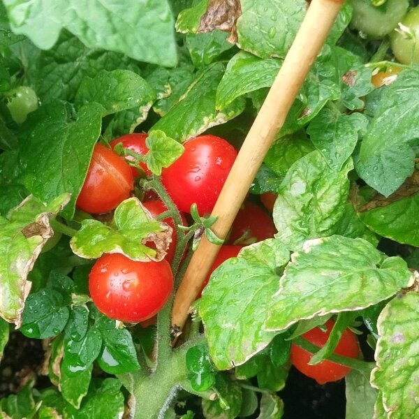 Tomate de balcón de Grecia (Solanum lycopersicum) semillas