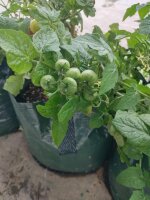 Tomate de balcón de Grecia (Solanum lycopersicum)...