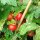 Tomate de balcón de Grecia (Solanum lycopersicum) semillas