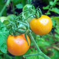 Tomate cherry amarillo Mirabelle (Solanum lycopersicum)...
