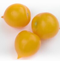 Tomate Pendulina Amarilla (Solanum lycopersicum) semillas