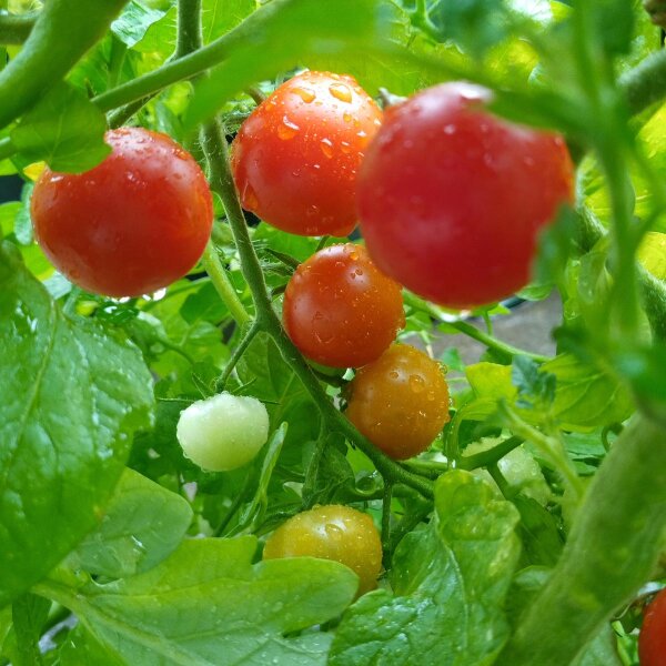 Tomate en rama Pokusa (Solanum lycopersicum) semillas