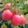 Tomate cherry extra precoz "Whippersnapper" (Solanum lycopersicum) semillas