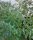 Tomate cherry extra precoz "Whippersnapper" (Solanum lycopersicum) semillas