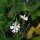 Silene undulata / Raíz africana de los sueños (Silene capensis) semillas