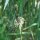 Llantén Menor (Plantago lanceolata) semillas