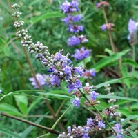 Sauzgatillo / pimiento de los monjes (Vitex agnus-castus)...