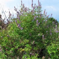 Sauzgatillo / pimiento de los monjes (Vitex agnus-castus) semillas