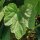 Calabaza china / calabaza de la cera (Benincasa hispida) semillas