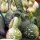 Porongo / calabaza del peregrino Dipper (Lagenaria siceraria) semillas