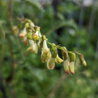 Astrágalo Huang-Qi (Astragalus membranaceus) semillas