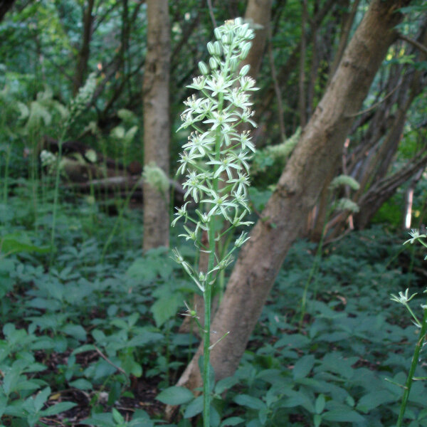 Espárrago triguero (Ornithogalum pyrenaicum) semillas