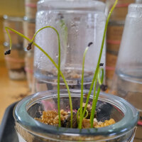 Espárrago triguero (Ornithogalum pyrenaicum) semillas