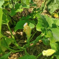 Calabaza trepadora Tromboncino dAlbenga (Cucurbita moschata) semillas