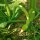Calabaza trepadora Tromboncino dAlbenga (Cucurbita moschata) semillas