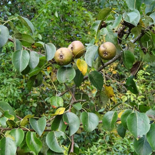 Peral silvestre  (Pyrus pyraster) semillas