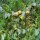 Peral silvestre  (Pyrus pyraster) semillas